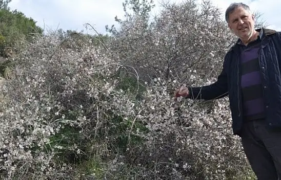 Fethiye'de bademler çiçek açtı