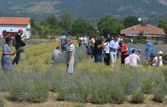 Fethiye'nin Koku Vadisi'nde İlk Hasat