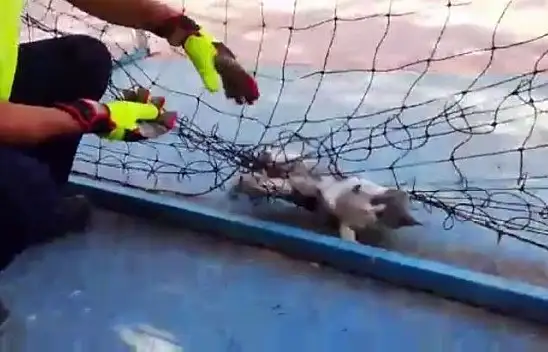 Fileye dolanıp mahsur kalan kediyi itfaiye kurtardı