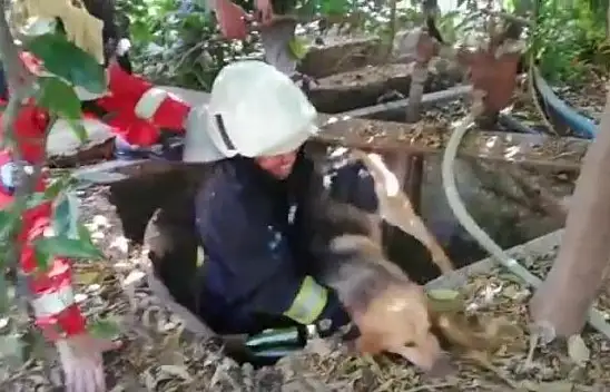 Kuyuya düşen köpek kurtarıldı