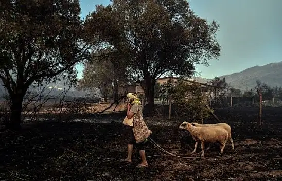 Marmaris'te hayvanlarını canları pahasına korudular