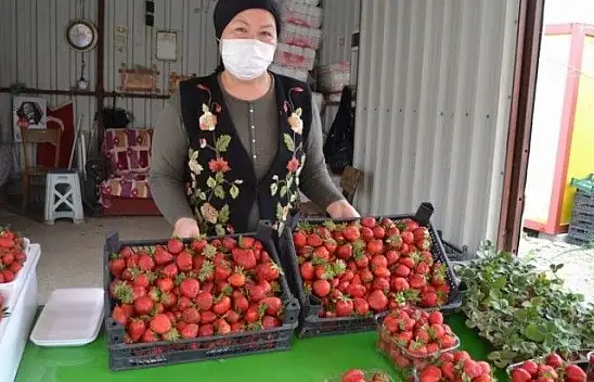 Organik çilek yoğun ilgi görüyor