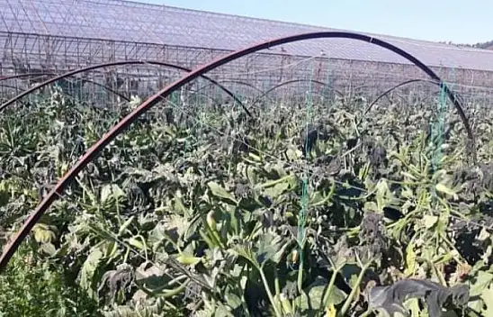 Rusya, sebze ithalatını arttırıyor