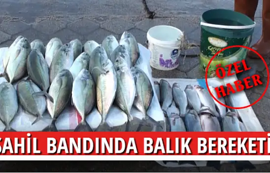 SAHİL BANDINDA BALIK BEREKETİ