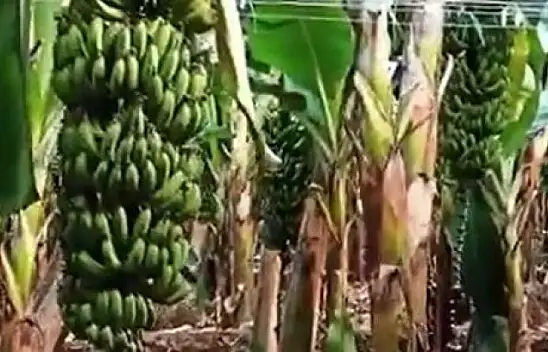 Sarıkaya'dan muz üreticisine ziyaret