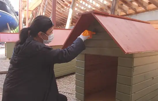 Sokak hayvanları için 30 kulübe daha...