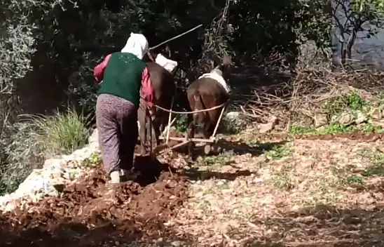 Tarlalarını eşekle sürüyorlar