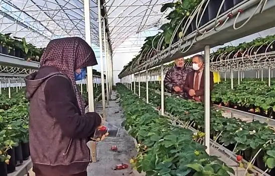 Topraksız ürettiği çileği ihraç ediyor