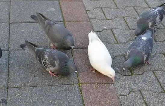 Tütüncünün hayvan sevgisi