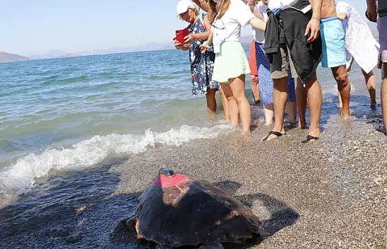 Uydu takip cihazı takılan 2 Caretta Caretta denize bırakıldı