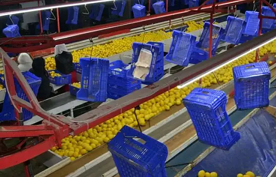 Yaş sebze meyvede üretim düşüyor