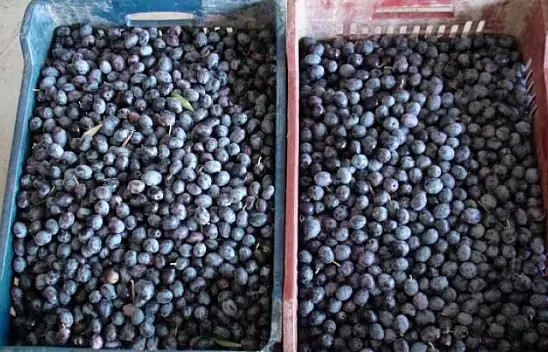 BU SENENİN İNCİSİ SİYAH ZEYTİN