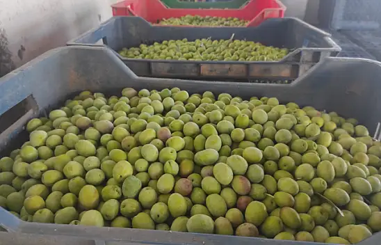 Zeytin Hasat Zamanı Başladı