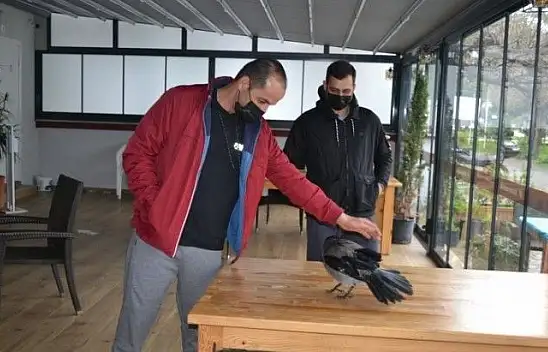 Ağaçtan düşen kargaya sahip çıktılar