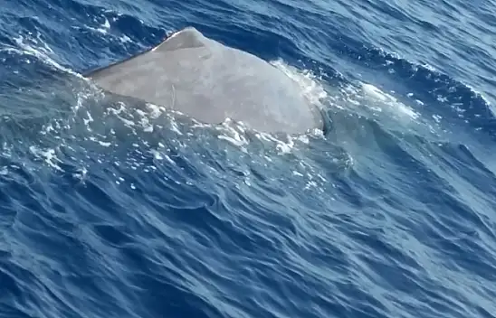 Balinalar Fethiye'den vazgeçemiyor