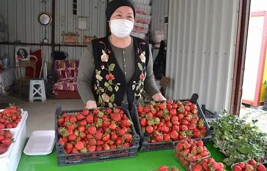 Çilek geçen yılın fiyatları ile satılıyor