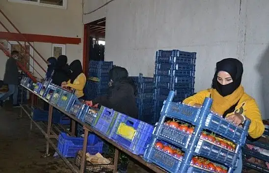 Domateste kota artışı fiyatlara yansıdı mı?