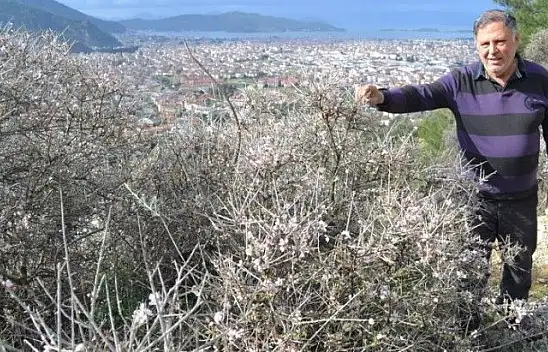 Fethiye'de bademler çiçek açtı
