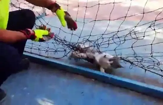 Fileye dolanıp mahsur kalan kediyi itfaiye kurtarıldı