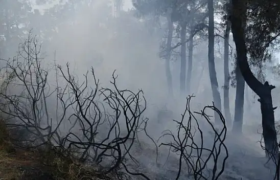 Göcek'te korkutan yangın