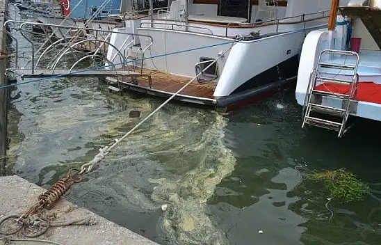 körfezdeki sarılık polenden, çöpler insanlardan kaynaklanıyor