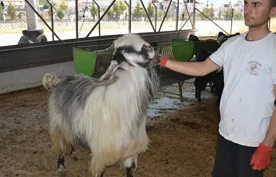 Kurbanlık Satışlarında Yoğunluk Başladı