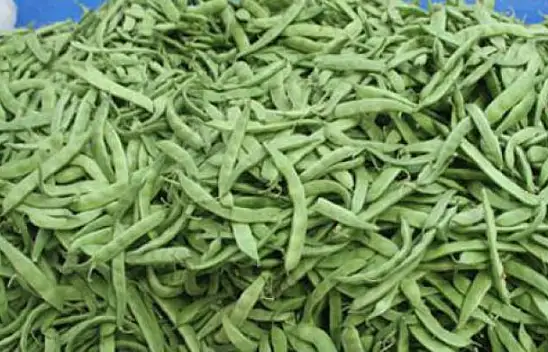 Rekor bu hafta da fasulyede