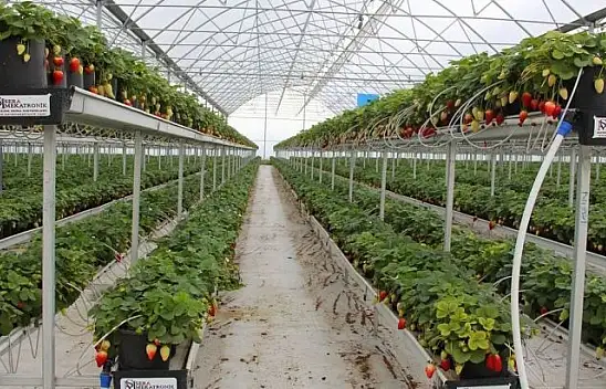 Topraksız ürettiği çileği ihraç ediyor