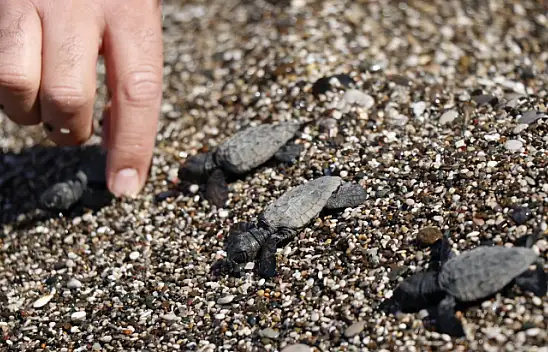 Uydu takip cihazı takılan 2 Caretta Caretta denize bırakıldı