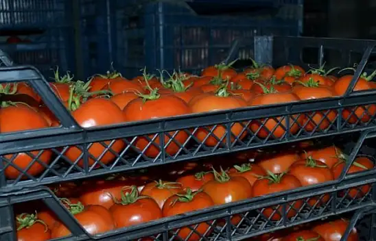 Yaş sebze meyvede üretim düşüyor