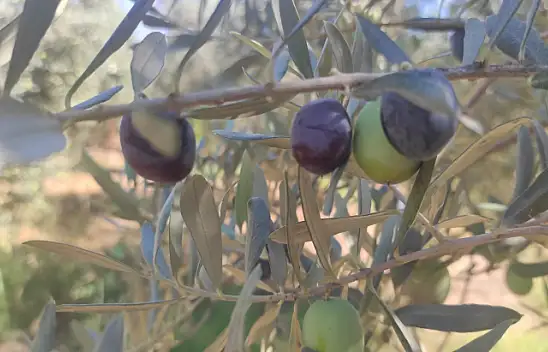 Zeytin Hasat Zamanı Başladı
