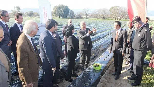 'Vali Hanım' çileğinden yıllık 20 milyon gelir