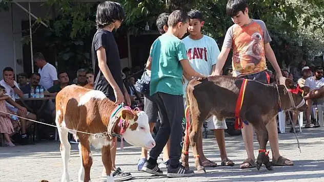 16 buzağı birincilik için yarıştı