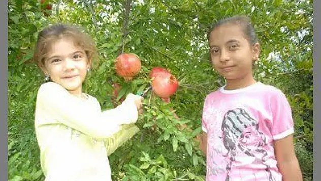 NAR ÜRETİCİSİ DÜŞÜK FİYATA RAĞMEN HASADI SÜRDÜRÜYOR