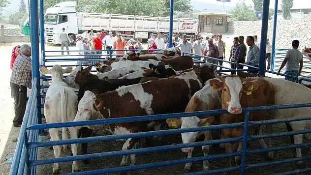 Milas'ta 8 genç çiftçiye 48 büyükbaş hayvan verildi