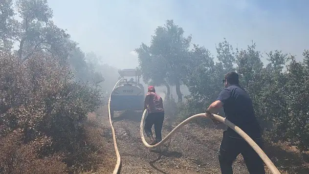 Milas'ta zeytinlik alanda yangın çıktı