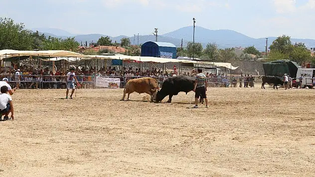 Muğla'da boğalar kıran kırana güreşti