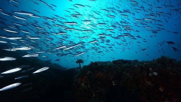 Su altının şampiyon görüntüleri belirleniyor