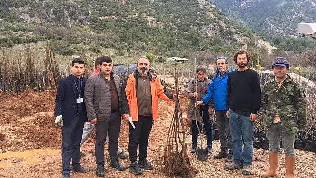 Muğla'da 31 bin 705 adet fidan dağıtılıyor