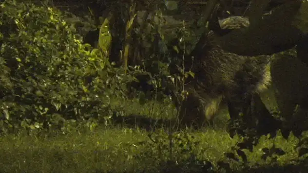 Marmaris'te domuzlar evcilleşiyor