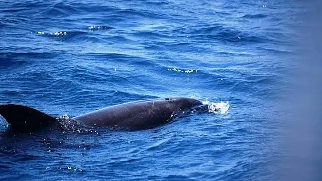 Marmaris'te 'Yunus Terapi Merkezi kapatılsın' tartışması