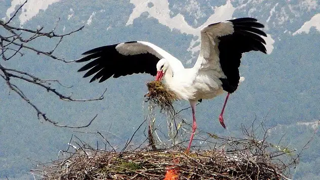 Yuva yapmaya üşenen leyleğin uyanıklığı