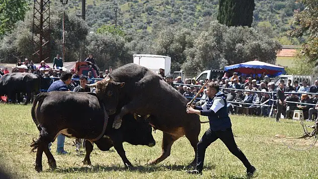 Milas'ta boğalar güreşti