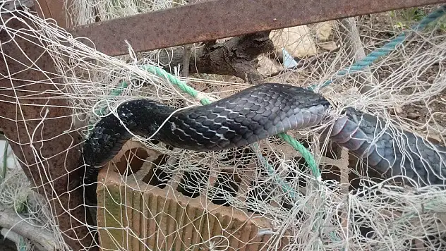 Ağlara takılan kara yılan itfaiye ekiplerini seferber etti