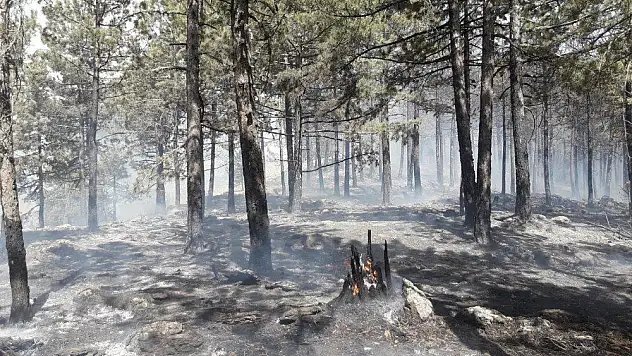 Muğla'da sezonun ilk yangınına havadan ve karadan müdahale ediliyor