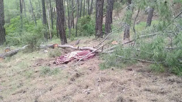 Kestiği ağacın altında can verdi