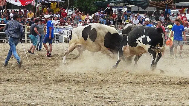Boğa Güreşi İlgiyle İzlendi
