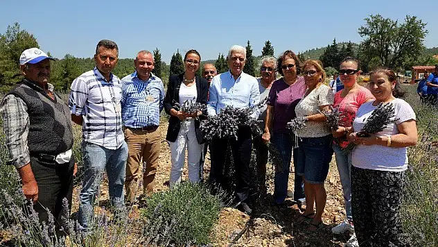 Muğla 'Koku Vadisi'nde ilk lavanta hasadı