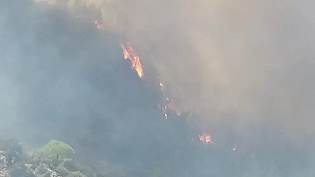 Milas'taki orman yangını tarım arazilerine sıçradı