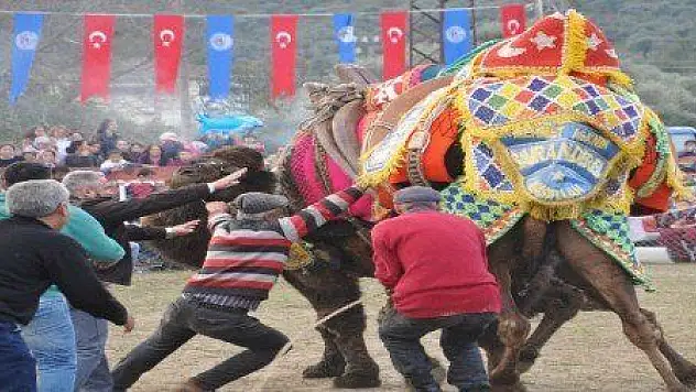  SEZONUN İLK DEVE GÜREŞİ BAFA ARENADAYDI...